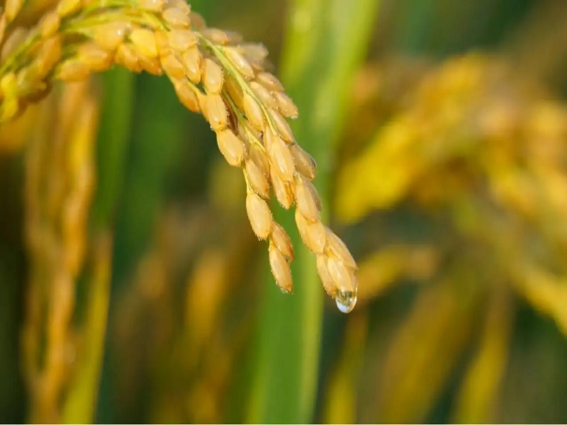 1657179206303675.jpg 水稻圖.jpg